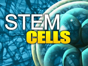 Adipose derived stem cells